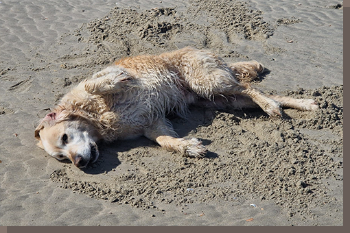 Happy Birthday liebe D-chen!