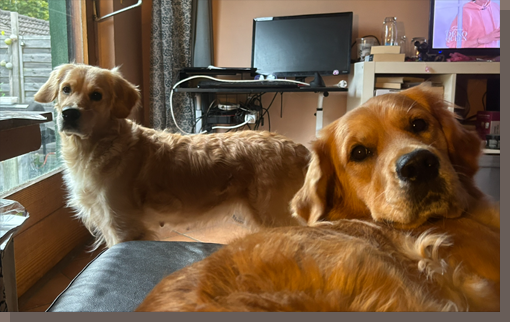 Fotobombe